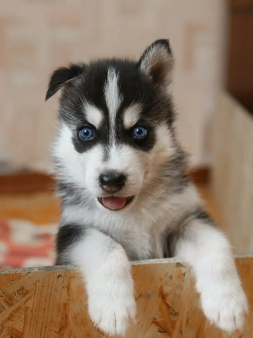 Pomsky Puppy For Sale - Pilesgrove Pups